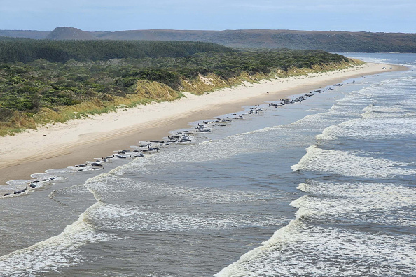 Des centaines de baleines se sont échoués dans le port de Macquarie, sur la côte ouest de la Tasmanie, le 21 septembre 2022 en Australie. Photo de NRE Tas via Getty Images.