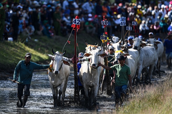 Les organisateurs emmènent les bœufs sur la ligne de départ lors de la course de Bay Nui dans la province d'An Giang le 24 septembre 2022 au Vietnam. Photo de NHAC NGUYEN/AFP via Getty Images.