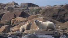 Quand l’ours blanc se retrouve loin de sa banquise