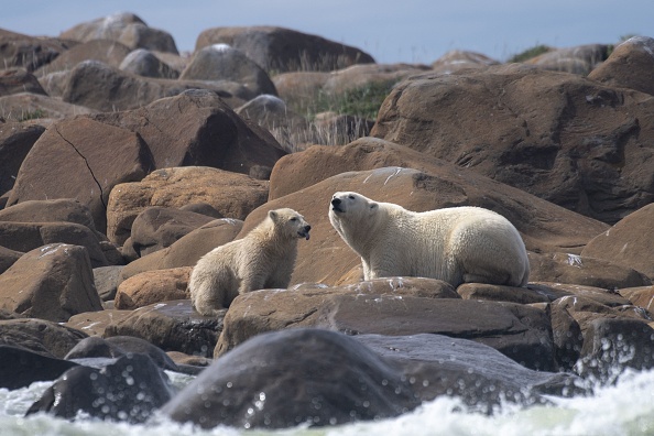 Une ourse polaire femelle et son ourson cherchent quelque chose à manger sur le rivage de la baie d'Hudson près de Churchill le 5 août 2022. Photo Olivier MORIN / AFP via Getty Images.