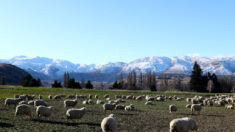 Ariège: environ 170 brebis se jettent dans le vide, l’ours mis en cause