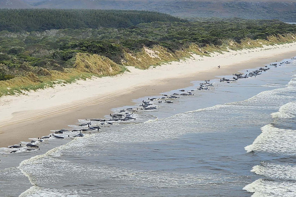 Une vue aérienne d'un échouage massif de baleines près de Macquarie le 21 septembre 2022 à Strahan, Australie. (Photo NRE Tas via Getty Images)