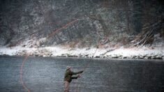 En Ecosse, les pêcheurs désespèrent face à la disparition des saumons sauvages