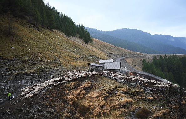 Un réseau de bénévoles qui tentent de protéger le troupeau de moutons des attaques de loups, relayant le berger pendant la nuit, le 27 septembre 2017 dans les Alpes françaises. Photo ANNE-CHRISTINE POUJOULAT/AFP via Getty Images.