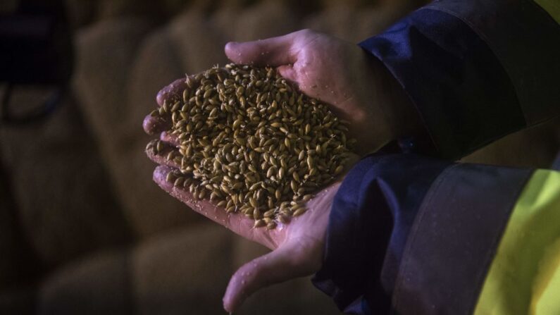 Un employé montre des graines d'orge dans l'unité de germination sur le site de l'entreprise agroalimentaire française Soufflet à Nogent sur Seine, à une centaine de kilomètres au sud-est de Paris, le 6 février 2018.(Photo credit: CHRISTOPHE ARCHAMBAULT/AFP via Getty Images)