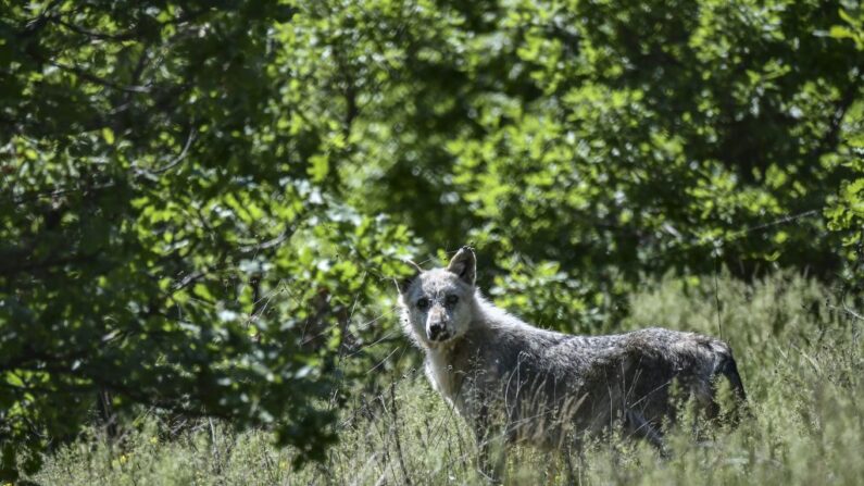 Photo d'illustration - (Photo credit should read ARIS MESSINIS/AFP via Getty Images)