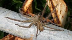 Une araignée exotique dans un colis de bananes chez Lidl