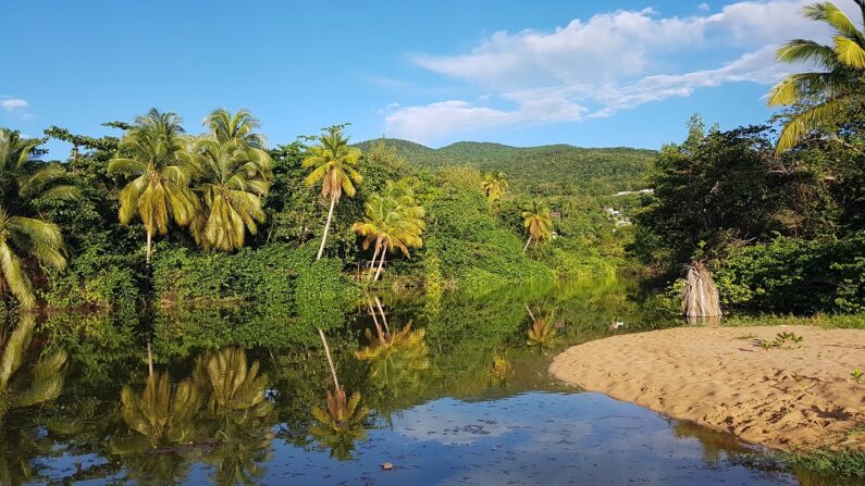 Plage de Grande-Anse, la mangrove, Guadeloupe. (Antoine Cupial, via Wikimedia Commons)