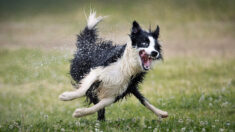 Les finalistes des 2022 Comedy Pet Photography Awards: des chiots cocasses, des chevaux heureux et des chats diaboliques