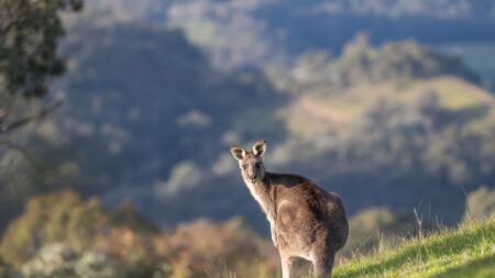 Un kangourou « de compagnie » soupçonné d’avoir tué un Australien