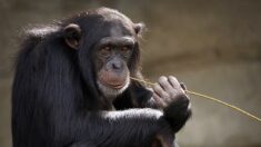 [Vidéo] Un chimpanzé s’échappe d’un zoo en Ukraine et y retourne à vélo grâce… à un imperméable jaune