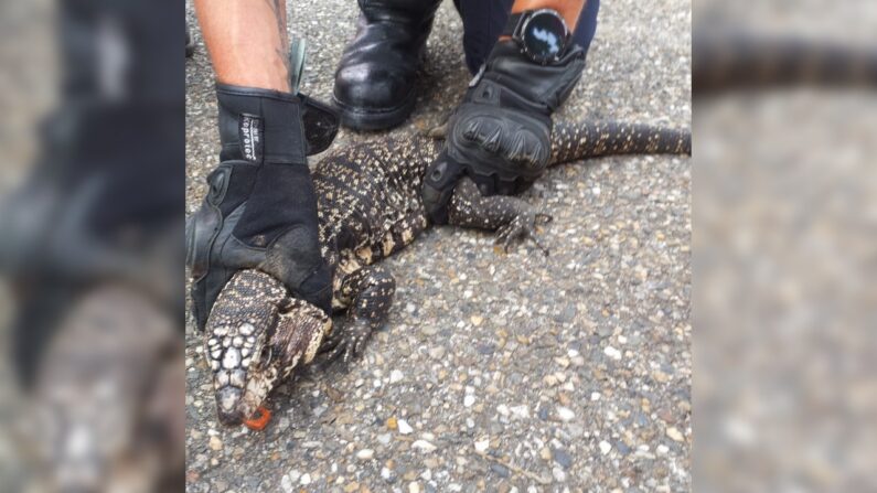 Photo d'un tégu noir et blanc d’Argentine retrouvé dans un moteur de voiture. (Crédit : Sapeurs Pompiers Animaliers 47)