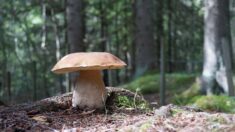 Ils découvrent d’énormes cèpes dans la forêt de Vauchoux en Haute-Saône