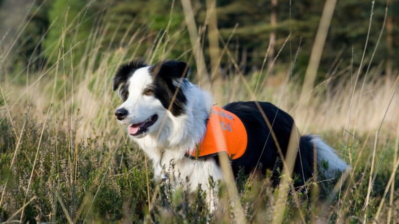 Chien de recherche et de sauvetage dans les bois. (chrisbrignell/Shutterstock)