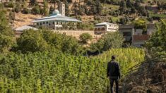 Maroc: dans le Rif, la production de cannabis médical attendue comme un remède