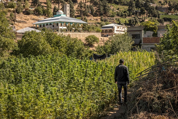 Un homme dans un champ de cannabis dans le village d'Azila, au pied de la région montagneuse du Rif, le 16 septembre 2022. Photo de FADEL SENNA/AFP via Getty Images.