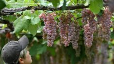 Le koshu, l’ascension d’un vin à l’âme japonaise