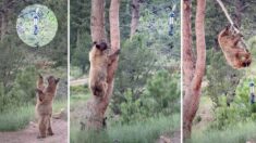 [VIDÉO] Les acrobaties d’une maman ourse pour récupérer de la nourriture pour ses petits