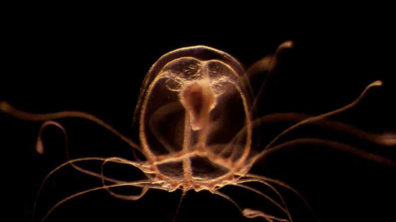 La méduse immortelle «Turritopsis dohrnii». (photo Daniel Maeso Miguel)