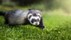 La mairie de Marseille recrute des furets pour chasser les rats