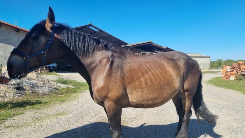 Le cheval maltraité à Balma a été pris en charge par la gendarmerie. (Photo : gendarmerie de la Haute-Garonne - Facebook)