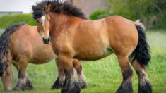 Neuf chevaux de trait magnifiques