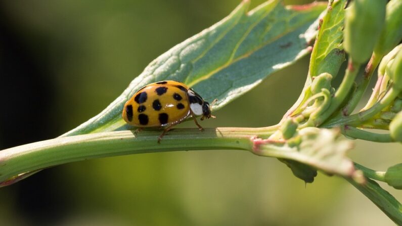 Une coccinelle asiatique (Pixabay)