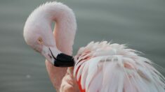 Un flamant du Chili repéré dans la baie du Mont-Saint-Michel