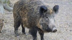 Sauvé! le sanglier Maurice autorisé à rester dans sa famille d’accueil en Corrèze