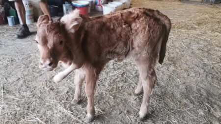 Naissance d’un veau à 6 pattes dans une exploitation de l’Aveyron