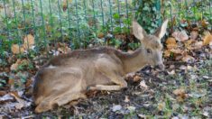 Une chevrette désorientée et épuisée retrouvée dans un parc à Cognac