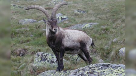 Après 22 ans d’absence, le bouquetin ibérique revient dans les Pyrénées espagnoles