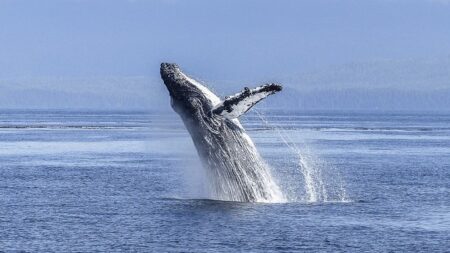 Les baleines bleues absorbent jusqu’à 43,6 kilos de morceaux de microplastiques par jour, d’après une étude