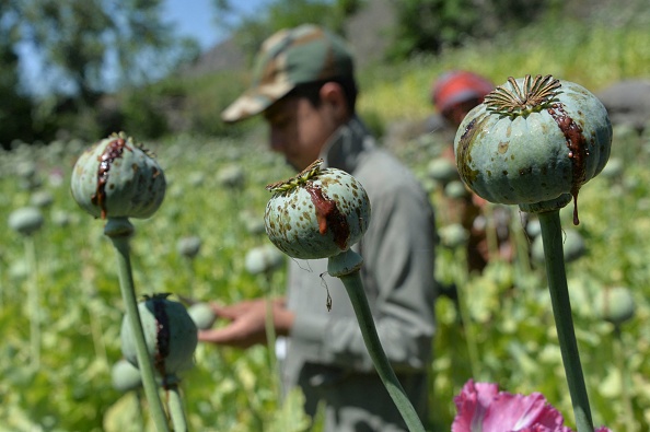 Un agriculteur récolte la sève d'opium dans un champ de pavot dans le district de Darra-i-Nur de la province de Nangarhar en Afghanistan. (Photo : NOORULLAH SHIRZADA/AFP via Getty Images)