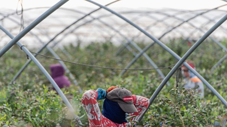 Photo d’illustration (Niccolo Guasti/Getty Images)