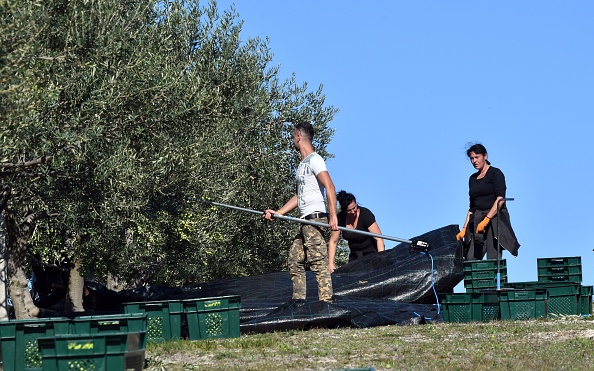 Les travailleurs récoltent des olives dans une oliveraie près de la ville de Ljubuski, dans le sud-ouest de la Bosnie, le 19 octobre 2020. Photo par ELVIS BARUKCIC/AFP via Getty Images.