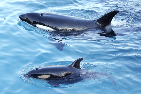 Une orque et son petit (Illustration)  (VALERY HACHE/AFP via Getty Images)