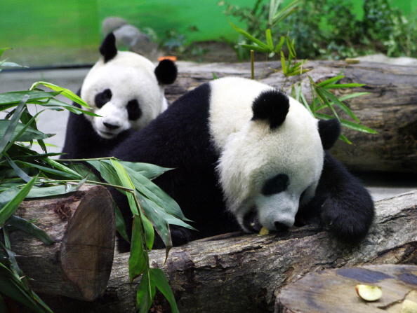 Les pandas géants de Chine, Tuan uan et YuanYuan, dans leur enceinte au zoo de la ville de Taipei à Muzha le 24 janvier 2009. (Photo GUO Ru-hsiao/AFP via Getty Images)