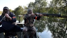 Manche: il abat une soixantaine d’arbres sur un terrain qui ne lui appartient pas et dans une zone Natura 2000