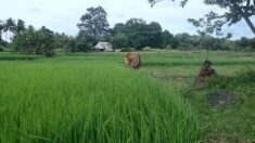 Comment la culture du millet traditionnel pourrait aider les paysans en Inde à faire face aux aléas climatiques