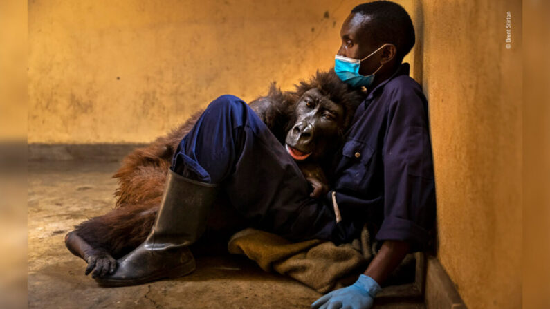 (Brent Stirton/Wildlife Photographer of the Year)
