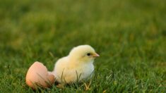 Fin du broyage des poussins mâles: la grande distribution va participer aux frais