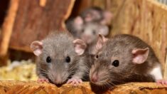 À 73 ans, elle vit seule au milieu des rats, dans une cabane de jardin insalubre