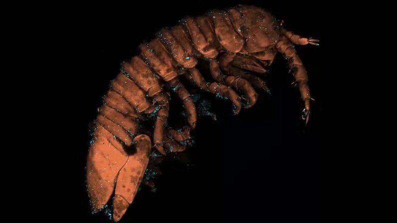 Ce petit crustacé marin habite sur les algues rouges Gracilaria gracilis. Les gamètes mâles libérés par les algues adhèrent aux idotées, qui les déposent sur les algues femelles, de la même manière que certains insectes pollinisent les plantes à fleurs.
© Sebastien COLIN / Max Planck Institute For Biology / Station biologique de Roscoff / CNRS / SU