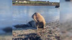 Un morse observé sur les rives du Jaudy dans les Côtes-d’Armor