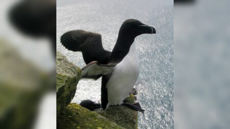 Nice: un pingouin filmé dans le port par un champion du monde d’apnée