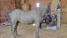 Les pompiers sauvent un cheval coincé dans une fosse septique en Haute-Garonne