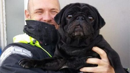 Saint-Malo : il se jette dans l’eau glaciale pour sauver un chien de la noyade