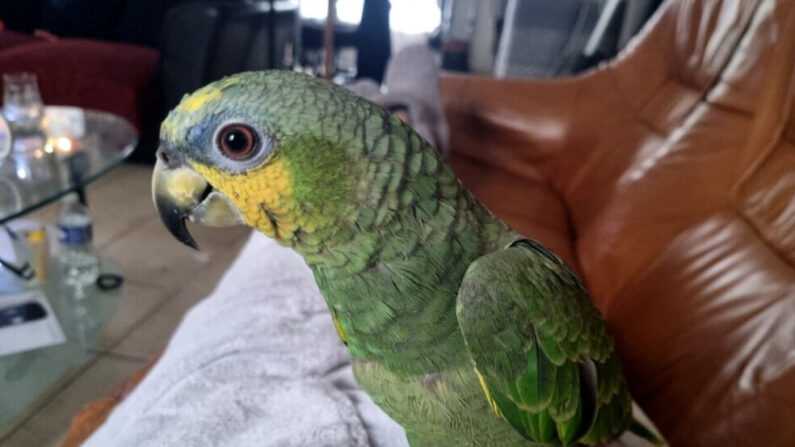 Kiwi, le perroquet de 7 mois, s'est enfui de Romilly-sur-Andelle (Eure). (Capture d'écran Famille Delahaye)