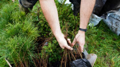 Une agricultrice plante 9000 arbres pour recréer un microclimat, c’est l’un des plus gros projets de Normandie